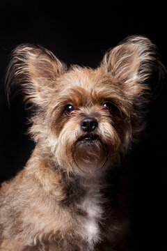 Close up studio portrait of brown mixed breed dog looking at camera