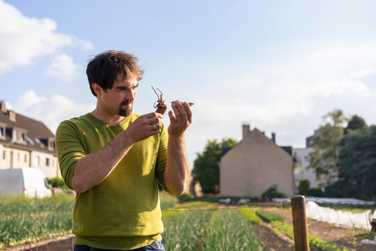 Focused man examining damaged root of plant and standing in vegetable garden