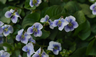 Obraz premium Close-up of white and purple wild violets blooming in a spring garden