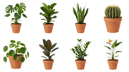 Fototapeta premium Potted indoor plants collection, set of 8 tropical houseplants in terracotta clay pots, monstera and cactus greenery on white background