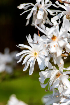 Close up of a white star magnolia blooming in spring
