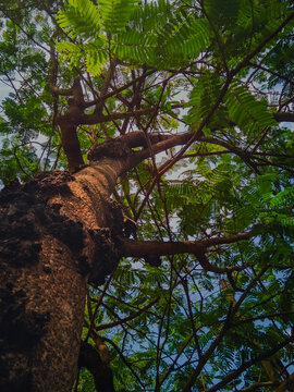 This photo displays a very interesting composition with a low-angle perspective (from bottom to top) which gives a majestic and towering impression to the main subject.