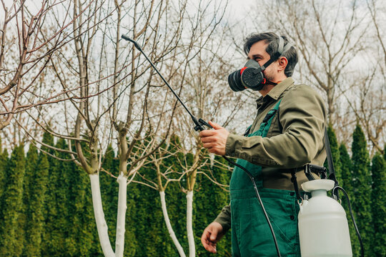 Gardener with respirator spraying pesticide on fruit tree outdoors