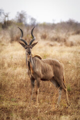 Fototapeta premium Wild greater kudu bull (Tragelaphus strepsiceros) standing alert in a dry African savanna landscape.