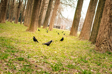 spring urban park scene with flock of black rooks on fresh green grass among tall trees and nesting behavior © Vasilisa Dorofeeva