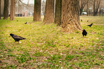 urban park scene with black rooks carrying twigs and foraging on ground among tall trees in spring daylight © Vasilisa Dorofeeva