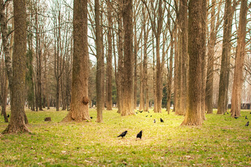 spring forest park with flock of black rooks scattered across clearing among tall trees and fresh green grass © Vasilisa Dorofeeva