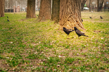 pair of black rooks carrying twigs in beaks on green lawn in urban park during nesting season © Vasilisa Dorofeeva