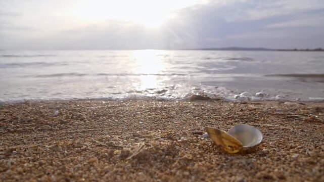 Sea shell on sand beach and seascape at sunset
