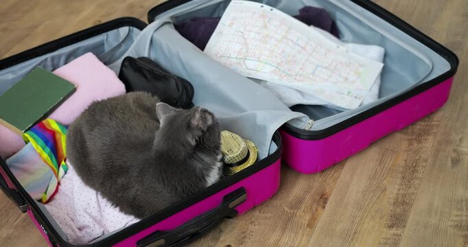 Happy feline exploring. Excited cat prepares for adventure. Enthusiastic cat eager to discover new locations and experiences. Cheerful feline sets out on adventure with supplies and curious mind
