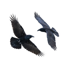 Obraz premium Two black ravens in mid-flight with expansive wingspans against a transparent background, showcasing iridescent plumage and graceful avian movement, serene atmosphere