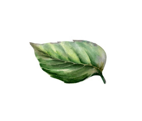 Peppermint leaf in botanical watercolor style. Fresh medicinal mentha foliage for pharmaceutical syrup packaging, apothecary herbal tea label, organic remedy design and natural skincare graphics © AnKa