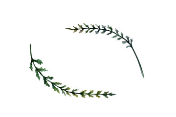 Yarrow leaves set in realistic watercolor. Green achillea millefolium foliage for organic skincare packaging, herbal tincture label, medicinal plant branding and botanical pharmacy clipart art © AnKa