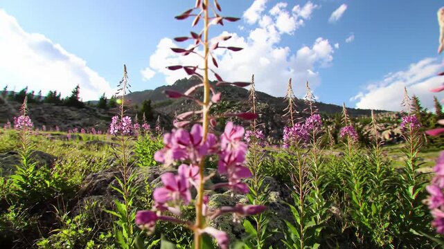 A static low-angle wide video of vibrant purple fireweed swaying in a vast alpine field at golden hour, creamy bokeh and towering mountains. Concept of profound natural serenity