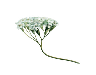 Yarrow flower head in realistic watercolor. White achillea millefolium for organic pharmacy packaging, herbal tincture label design, digestive health supplement branding and apothecary clipart art © AnKa