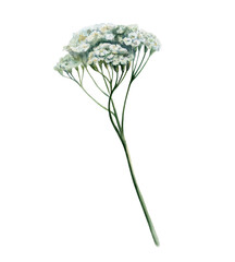Yarrow plant with stem in watercolor. White achillea millefolium for organic healthcare packaging, herbal tincture label, female wellness branding and botanical medicinal pharmacy clipart art © AnKa