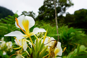 Graceful white and yellow tropical blossom in exquisite detail, radiating vibrant beauty amidst the blurred, lush green foliage of a serene natural landscape © KAKA2929