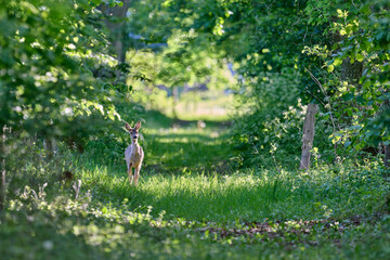 roe deer in the grass © Duvekot Fotografie