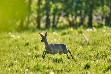 deer in the grass © Duvekot Fotografie