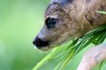very young roe deer © Duvekot Fotografie