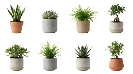 Fototapeta premium Minimalist indoor plant collection, set of 8 potted houseplants in ceramic and terracotta pots, modern green succulents and ferns on white background