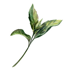 Fresh peppermint sprig in botanical watercolor style. Medicinal mentha herb branch for pharmaceutical syrup packaging, apothecary herbal tea label, organic medicine design and cosmetic branding © AnKa