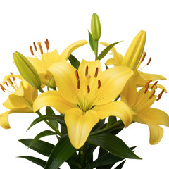 Obraz premium Vibrant yellow lily flowers with delicate speckled petals and green foliage, multiple blooms at various stages of opening on a transparent background, purity theme