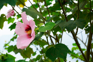 Close-up of a delicate pink hibiscus flower with green leaves and blurred background in natural daylight © KAKA2929
