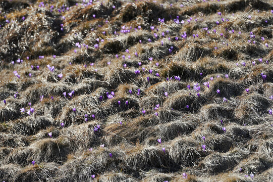 Purple crocus flower on the spring meadow. Carpathian mountains