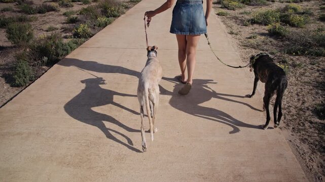 Woman walking two dogs on leash along a path outdoors. Everyday lifestyle moment, pet care and leisure activity in a natural environment.