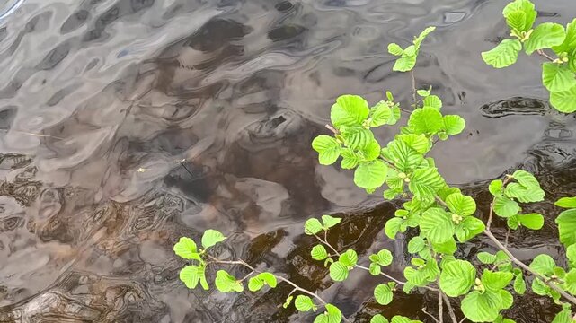 Bright green round aquatic plant leaves on wet brown rocks near water edge filmed in slow motion gently sway and tremble as stream flows past with sunlight reflection