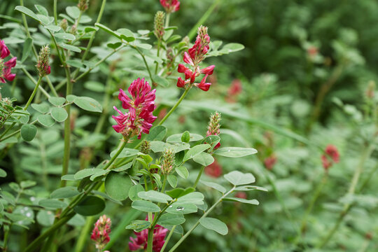 Sulla coronaria (French honeysuckle) blooming in pink&ndash;red along a rural roadside verge in Montefeltro, Italy, in spring. Perennial legume flowers in a dry, grassy margin typical of the Marche country
