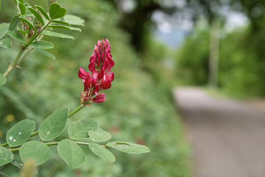 A close‑up of Sulla coronaria (French honeysuckle) blooming in pink&ndash;red along a rural roadside verge in Montefeltro, Italy, in spring. Perennial legume flowers in a dry, grassy margin