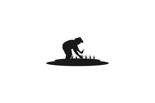 Traditional Asian farmer silhouette planting rice crops in the field