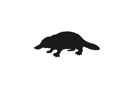 Australian Platypus Semi-Aquatic Mammal Side View Silhouette
