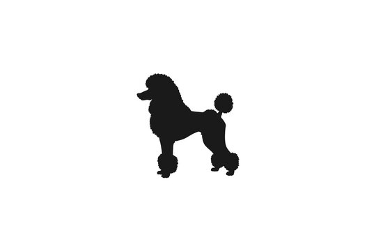 Black Silhouette of a Groomed Standard Poodle Dog