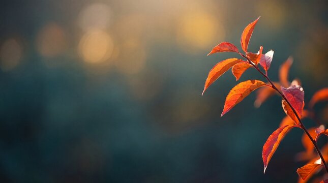 Vibrant orange-red leaves on a branch, illuminated by warm autumn sunlight, against a soft, dark bokeh background.