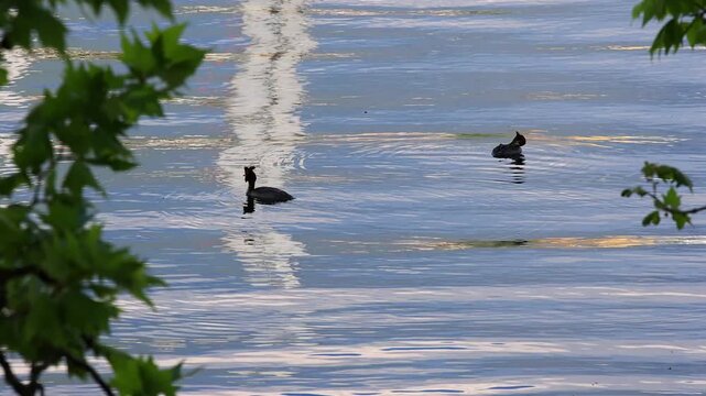 two great crested grebe on a lake 4k video