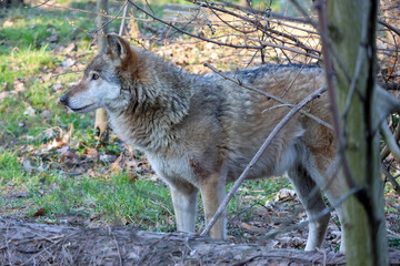Obraz premium Gray wolf standing in a natural forest setting, surrounded by trees and underbrush, showcasing its thick fur and attentive posture in daylight