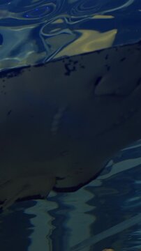 Dark aquarium scene with stingray gliding under rippled surface, closeup belly and tail, reflected light patterns, serene blue tones, slow elegant movement, museum exhibit atmosphere