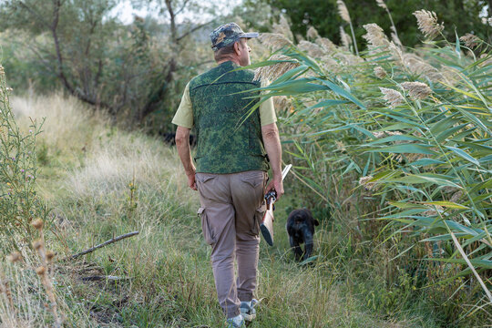 A hunter with a gun and his pet dogs. A spaniel and a german wirehaired pointer drathaar in search of a pheasant.