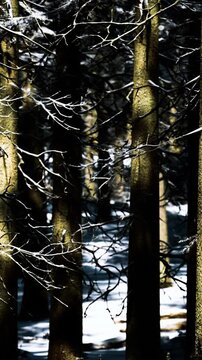 Snow covers the ground and branches in a forest. Tall trees stand in a row. Sunlight filters through the branches, creating shadows and contrast in the scene.