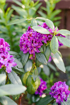 Dark Purple Rhododendron Rasputin in Bloom
