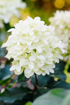 Spectacular Skyfall Hydrangea Paniculata with Large White and Lime Flower Panicles