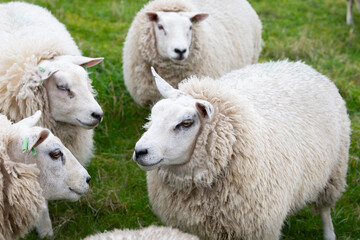 Fototapeta premium Sheep flock on a pasture, livestock animal farm, stockbreeding, faming and agriculture in the Netherlands, sheeps on spring meadow 