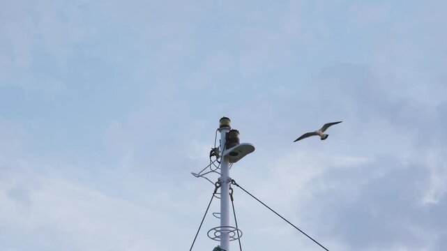 船のマストに舞い降りる海鳥、大分港の穏やかな空とマストのクローズアップ