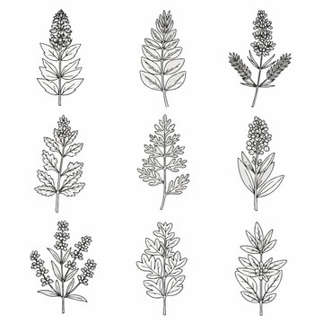 A set of nine minimalist black and white botanical line art icons including various herb leaves, wildflowers, and medicinal plant sprigs isolated on a plain white background.