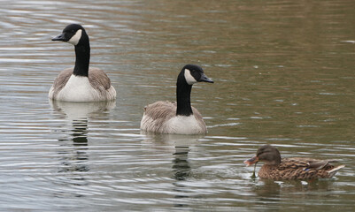 Fototapeta premium two canada geese (branta canadensis) and a female mallard (anas platyrhynchos) swimming in a pond