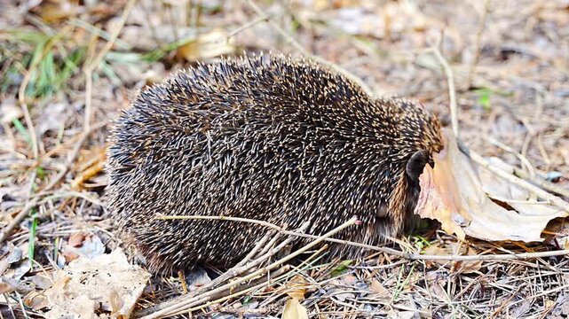 Hedgehog waking up after hibernation in early spring nature