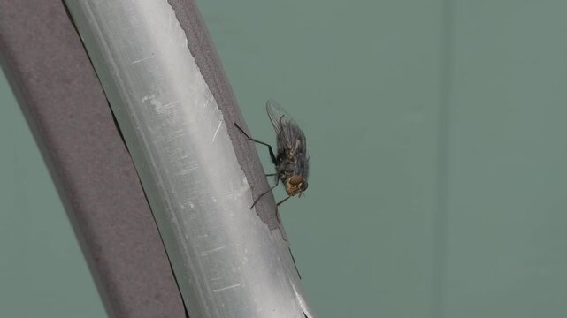Black housefly cleaning itself in slow motion close up stock footage